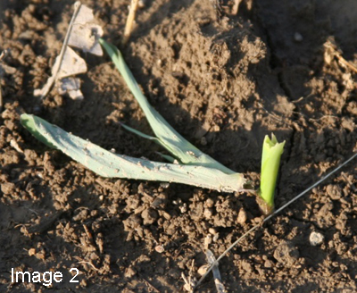 Black Cutworm Update